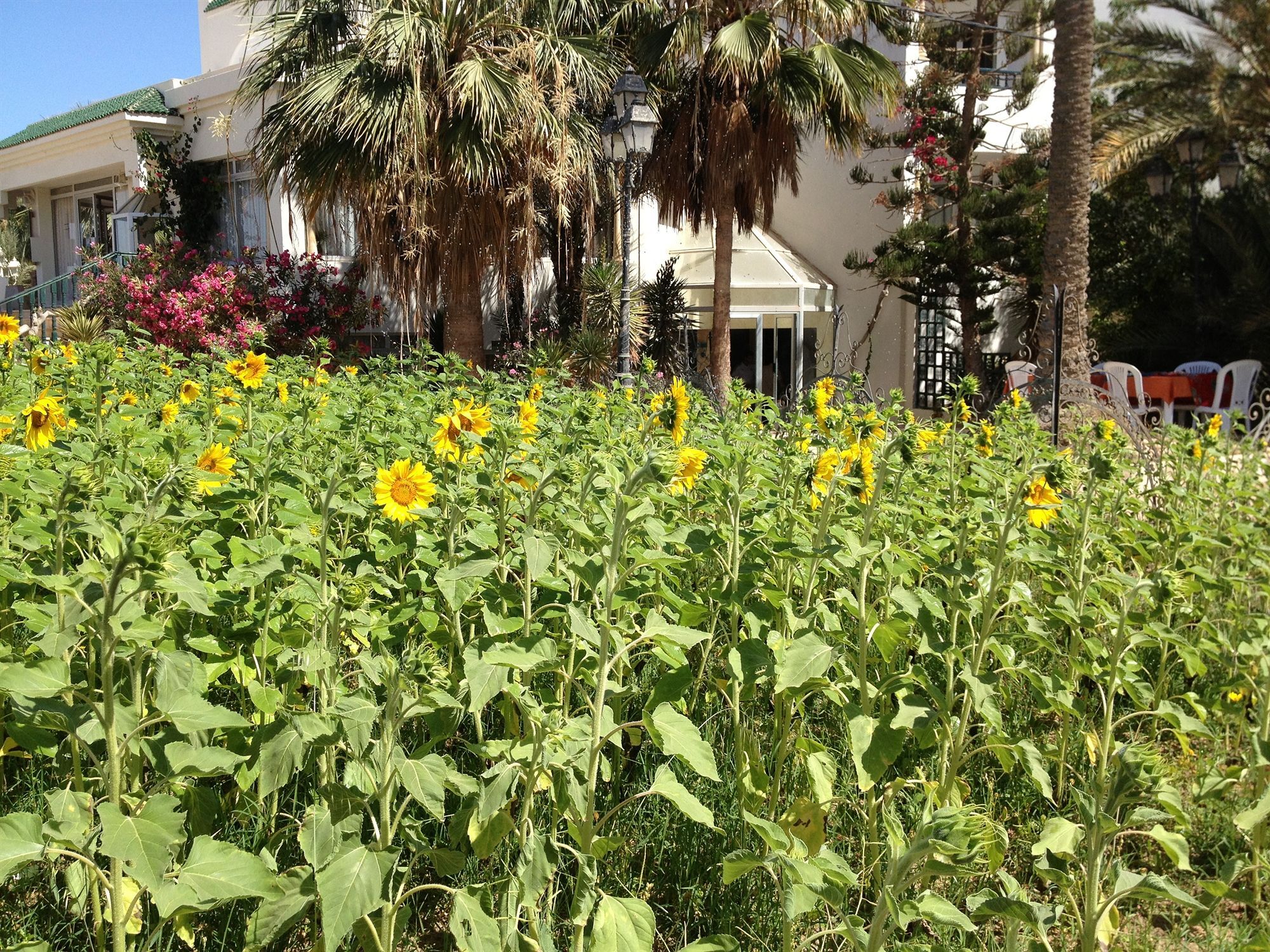 Hotel Djerba Orient Mezraia Екстериор снимка